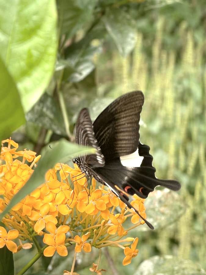 Swallowtail butterfly on orange flowers