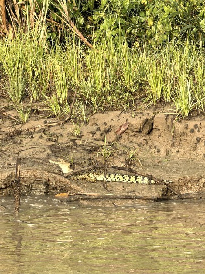 Saltwater crocodile on a muddy riverbank