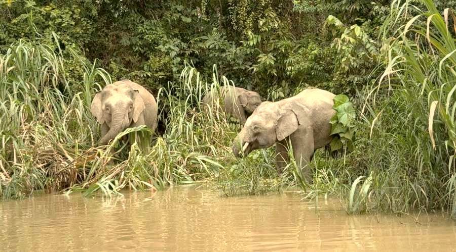 Bornean pygmy elephants feeding on the riverbank