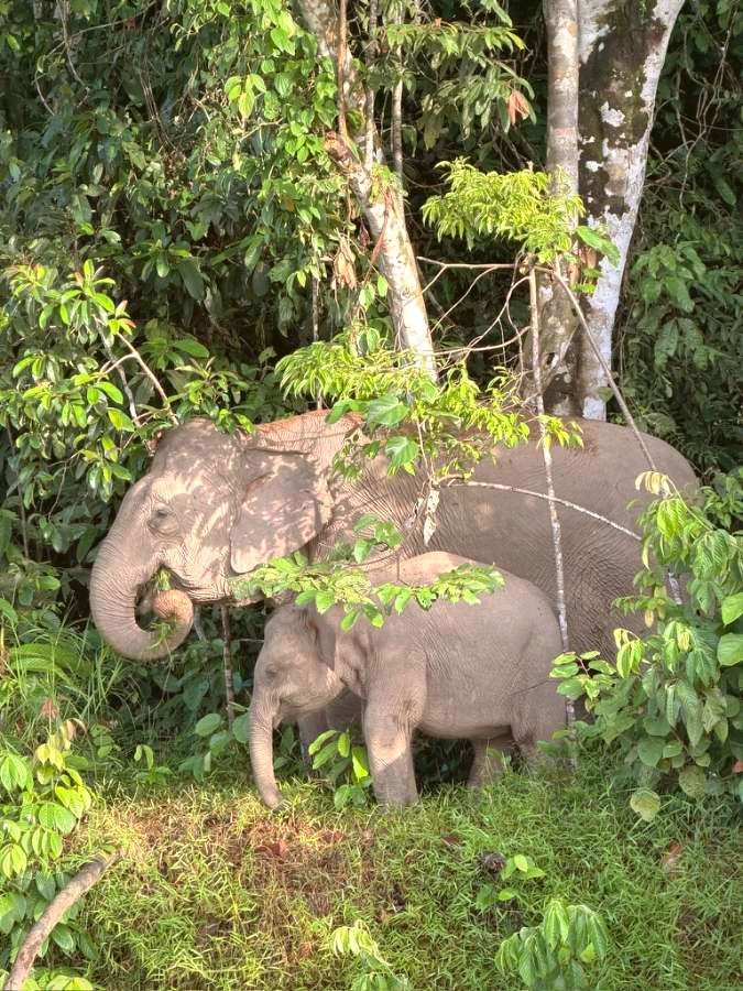 Bornean pygmy elephants at the forest edge