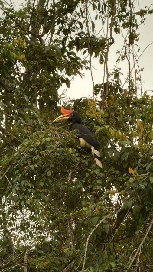 Rhinoceros hornbill in a tree
