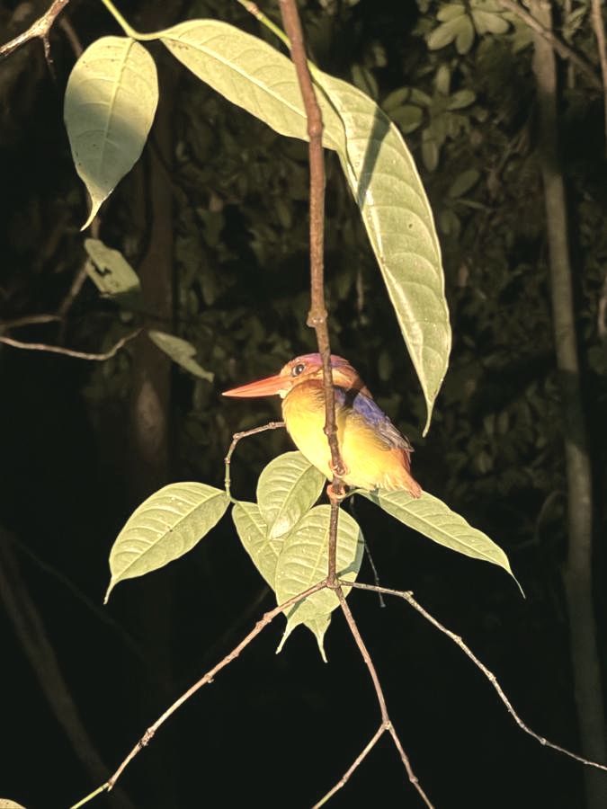 Oriental dwarf kingfisher on a branch at night