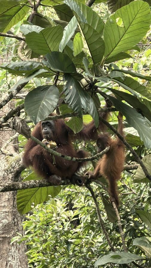 Orangutan mother and baby feeding in a tree