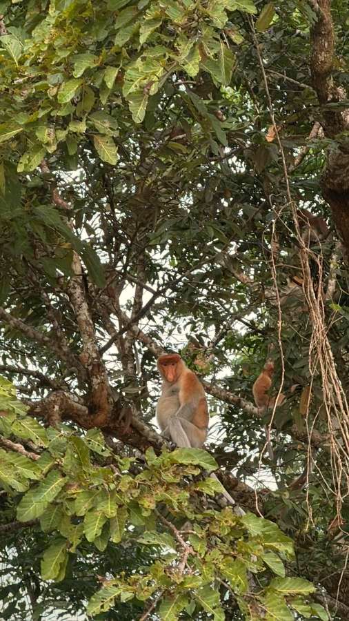 Proboscis monkey in a riverside tree