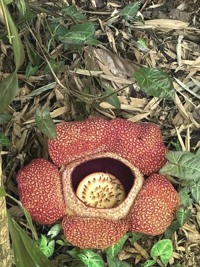 Rafflesia flower in bloom on the forest floor