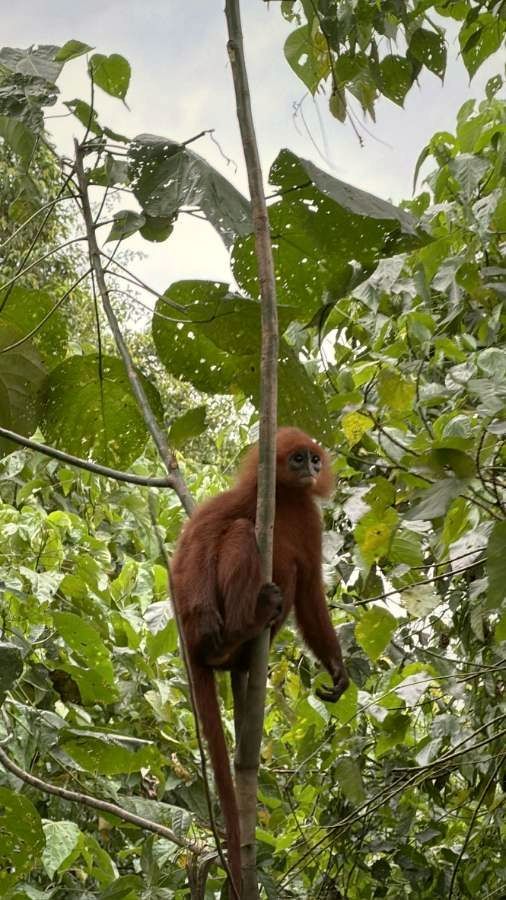 Red leaf monkey in the canopy