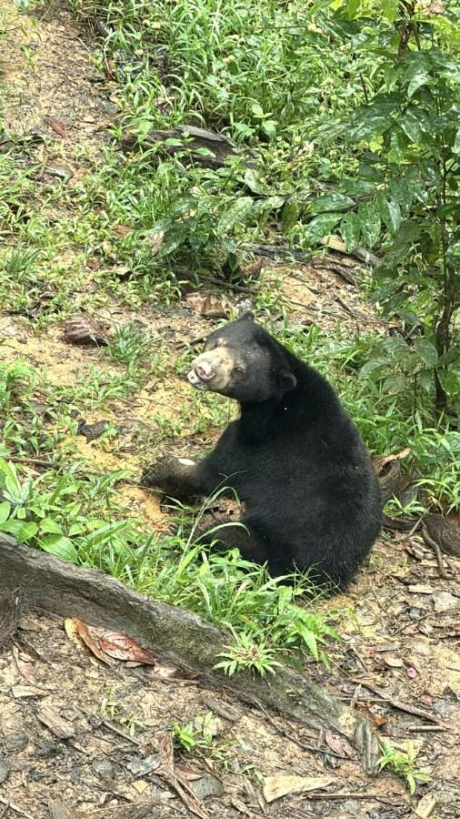 Bornean sun bear on the forest floor