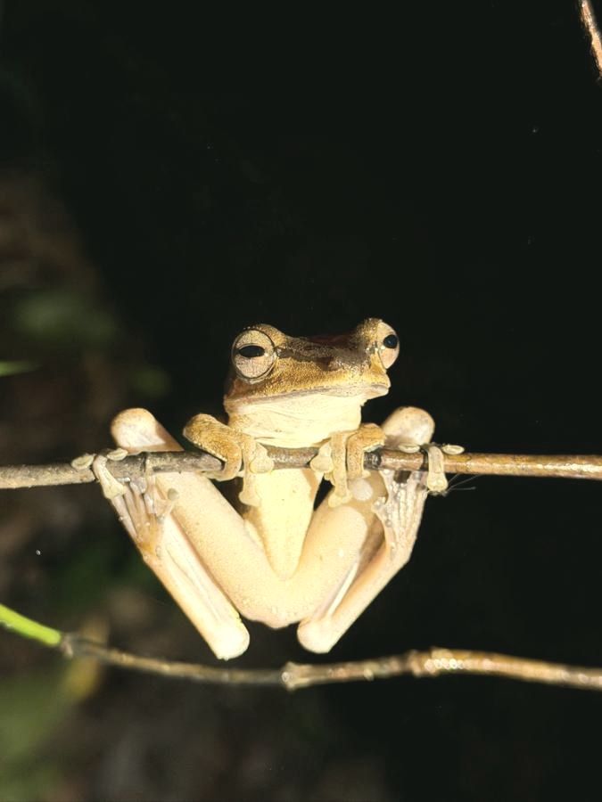 Tree frog on a thin branch at night